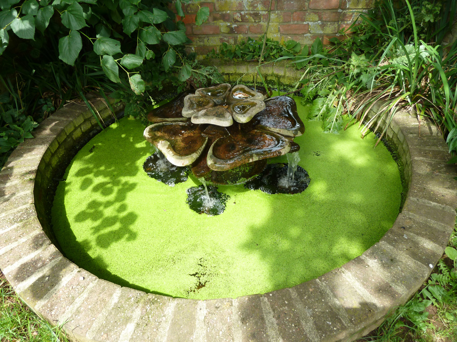 Kleiner grüner Wasserplatz im Garten