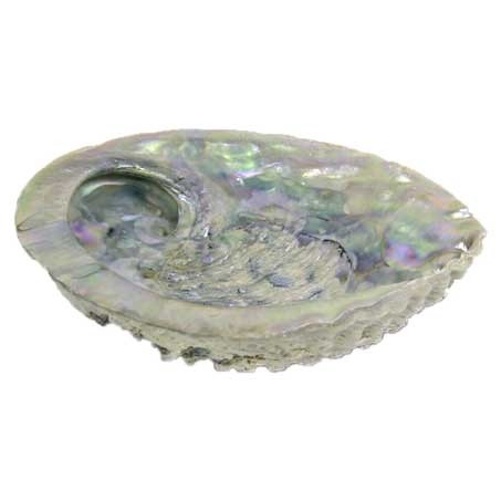 Abalone-Muschel zum Räuchern