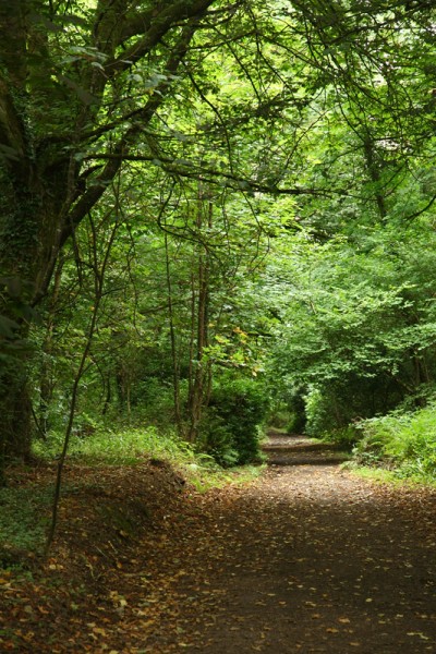 Weg-im-Wald